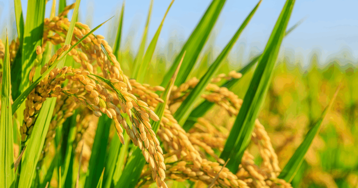 「子どもと自然の中で」から始まった挑戦！IT×農業を始めた本当の理由の画像